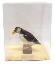 A taxidermied Puffin, in fitted perspex case, 32cm wide.