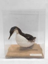 A taxidermied Guillemot, in fitted case, 32cm wide.