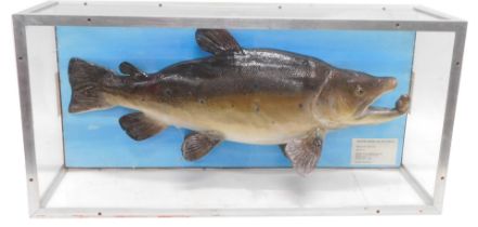 A taxidermied Brown Trout, in perspex fitted case.