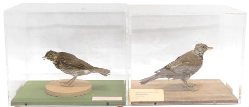 A taxidermied Mistle Thrush and a Song Thrush, in fitted perspex case. (2)