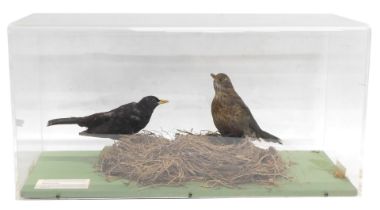 A taxidermied male and female Blackbird in nest, in a perspex case, 62cm wide.