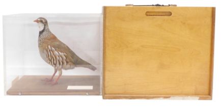 A taxidermied Red-Legged Partridge, in fitted Perspex case with outer travelling case, the Perspex c