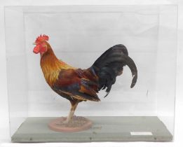 A taxidermied Cockerel, in fitted Perspex case, 63cm wide.