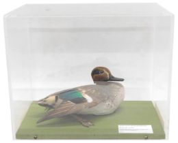 A taxidermied Teal, with label stating it was found on Thorne & Hatfield Moores near Doncaster, in p