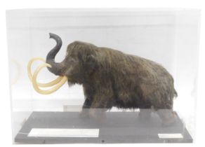 A museum model of a Wooly Mammoth, in fitted perspex case, 53cm wide.