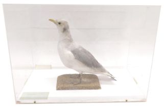 A taxidermied Gull, in fitted Perspex case, 53cm wide.