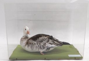 A taxidermied Grey Snow Goose, in fitted perspex case, 54cm wide.