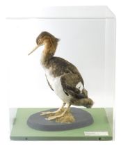 A taxidermied Red Breasted Merganser, in Perspex case, 33cm wide.