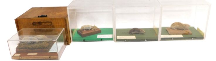 A collection of four taxidermied rodents, Common Shrew (x2), Black Vole and Water Shrew.