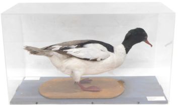 A taxidermied Goosander duck, in fitted Perspex case, 63cm wide.