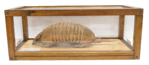 A taxidermied Armadillo, in wood and Perspex case, 66cm wide.