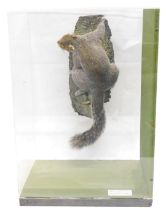 A taxidermied Grey Squirrel climbing, in fitted Perspex case, 39.5cm wide.