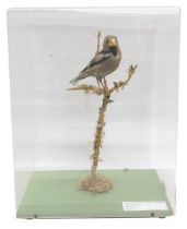 A taxidermied Hawfinch, in fitted perspex case, 32cm wide.