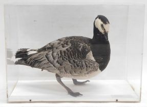 A taxidermied Barnacle Goose, in fitted Perspex case, 53cm wide.