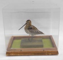 A taxidermied Snipe, in fitted perspex case, 31cm wide.