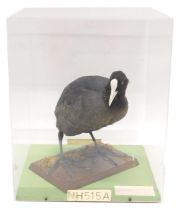 A taxidermied Coot, in fitted Perspex case, 32cm wide.