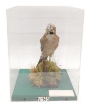 A taxidermied Jay, in fitted Perspex case, 29cm wide.