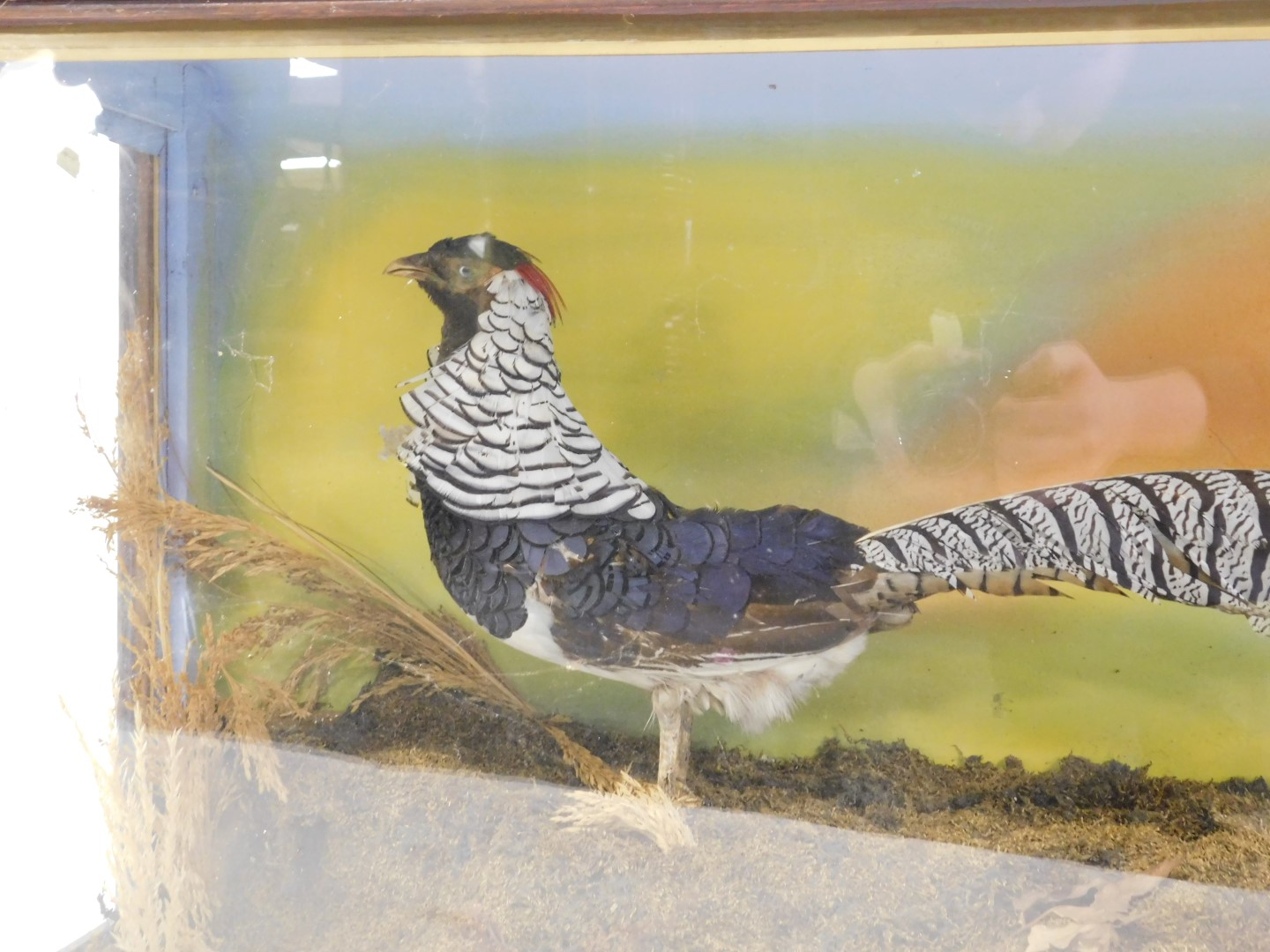 Taxidermy. A Lady Amherst's pheasant, in a naturalistic setting, wooden cased, 57cm high, 108cm wid - Image 4 of 4