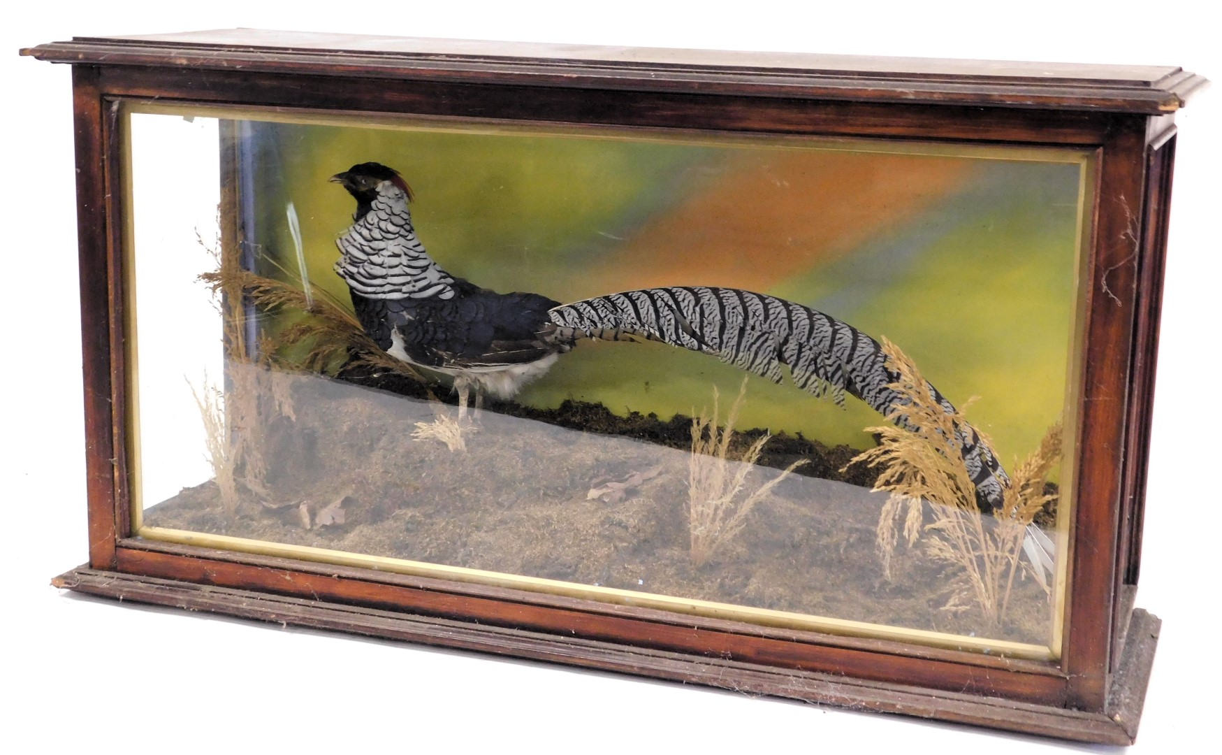 Taxidermy. A Lady Amherst's pheasant, in a naturalistic setting, wooden cased, 57cm high, 108cm wid