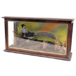 Taxidermy. A Lady Amherst's pheasant, in a naturalistic setting, wooden cased, 57cm high, 108cm wid