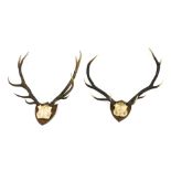 Two pair of deer antlers, oak shield mounted, one named "The Wall, Black Corrie, Innerhadden Oct. 19