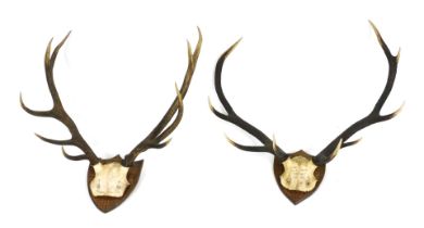 Two pair of deer antlers, oak shield mounted, one named "The Wall, Black Corrie, Innerhadden Oct. 19