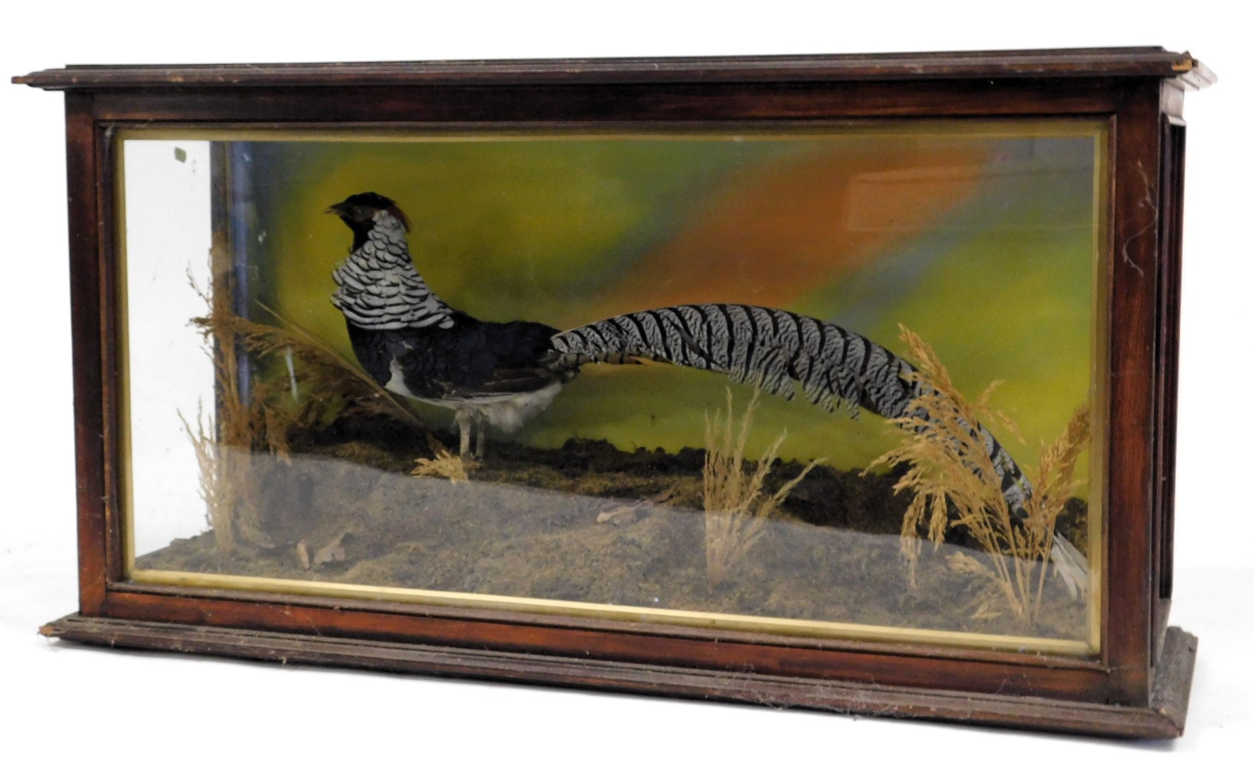 Taxidermy. A Lady Amherst's pheasant, in a naturalistic setting, wooden cased, 57cm high, 108cm wid - Image 2 of 4
