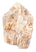 A section of petrified wood, 51cm high, 35cm wide.