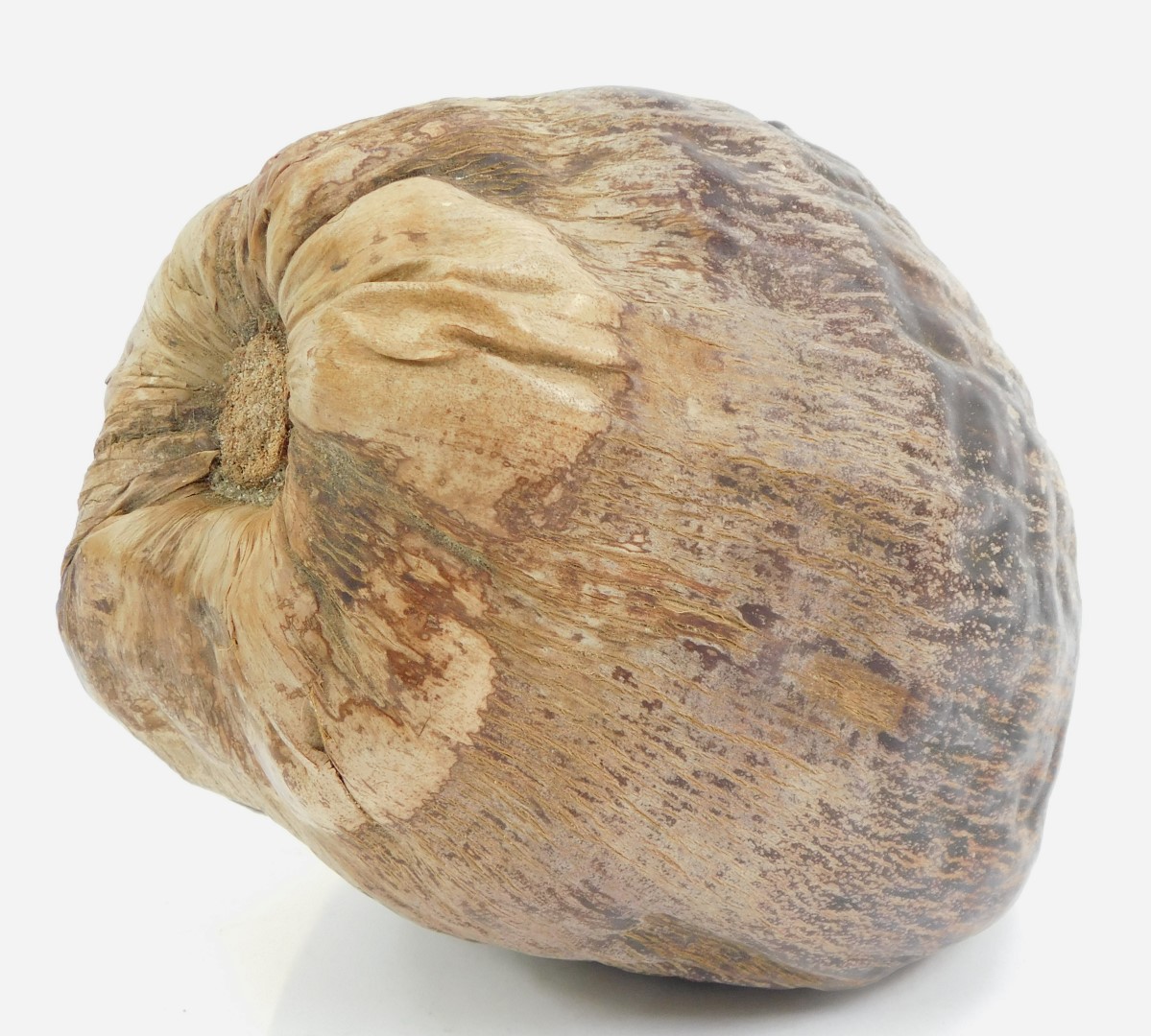 A coconut pod, 26cm long. - Image 2 of 2