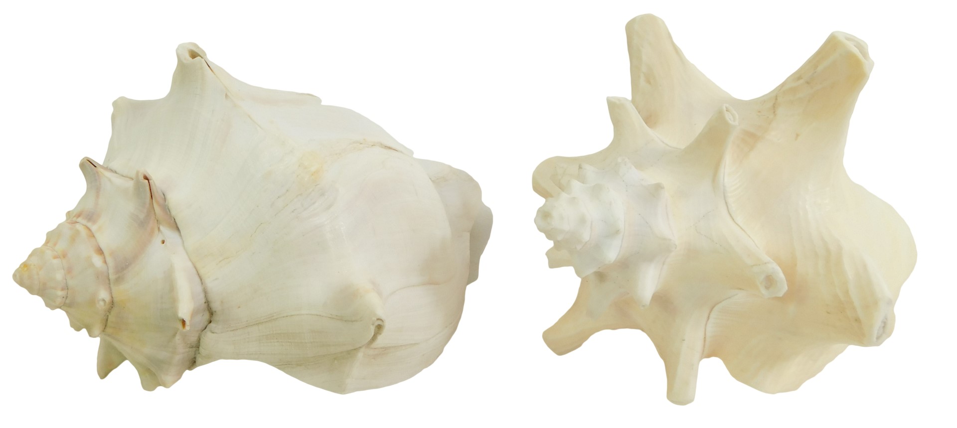 Two conch shells, 17cm and 16cm long.