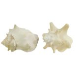 Two conch shells, 17cm and 16cm long.