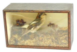 Taxidermy. A woodchat shrike, on naturalistic ground, in a wooden and glazed case, 15.5cm high, 25cm