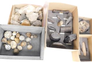 Various minerals and fossils, comprising echinodis, a complete ammonite, cast dawsonoceras, and othe