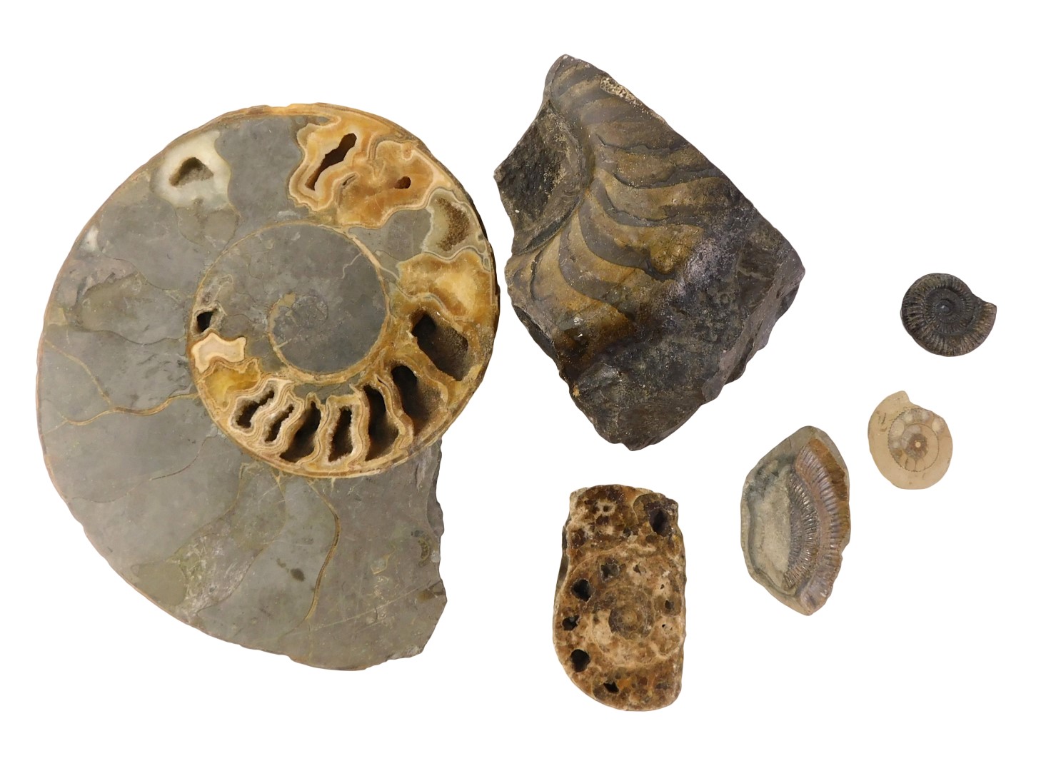 A group of fossils, comprising large ammonite, 23cm wide, and various part ammonite, the smallest 5c