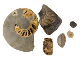 A group of fossils, comprising large ammonite, 23cm wide, and various part ammonite, the smallest 5c