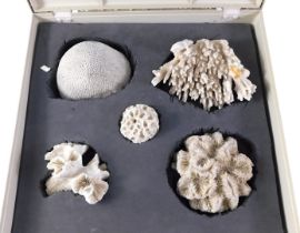 Five coral specimens, in fitted travel case.