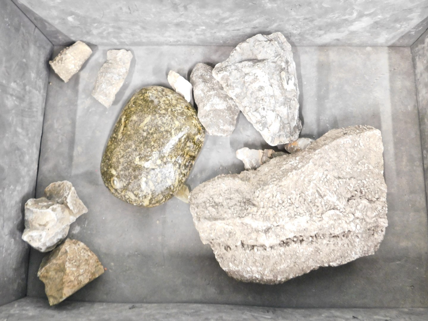 Various fossil and mineral specimens, to include gypsum, fossilised coral, gastropods, drill core Se - Image 2 of 5