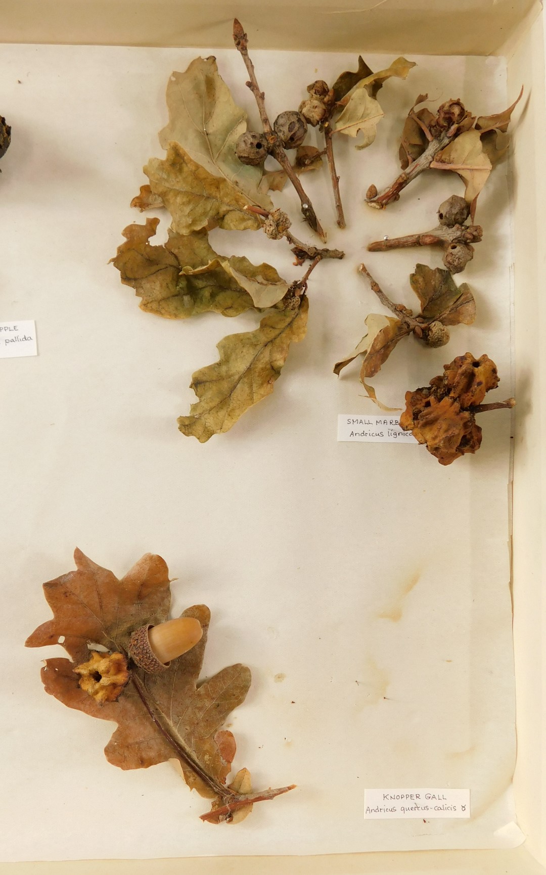 Two specimen cases, comprising gal and moth spawn, mounted to leaves ...