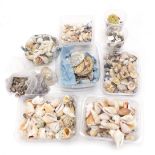 A collection of sea shells, to include conch shells, cockle shells, limpets, oyster shells, etc. (1