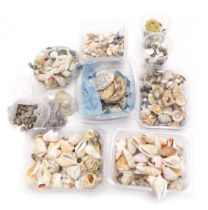 A collection of sea shells, to include conch shells, cockle shells, limpets, oyster shells, etc. (1