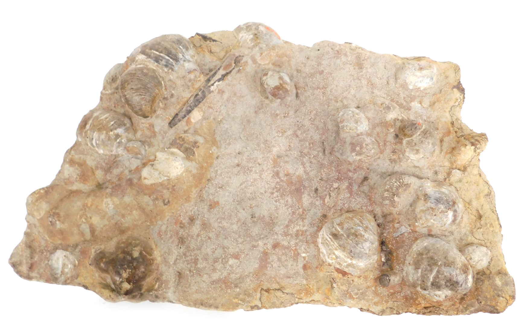 A fossilised rock sample, with raised urchin shells, partially fossilised, 48cm high, 33cm wide.