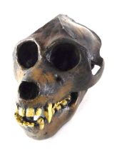 A reproduction infant animal skull, 10cm wide.