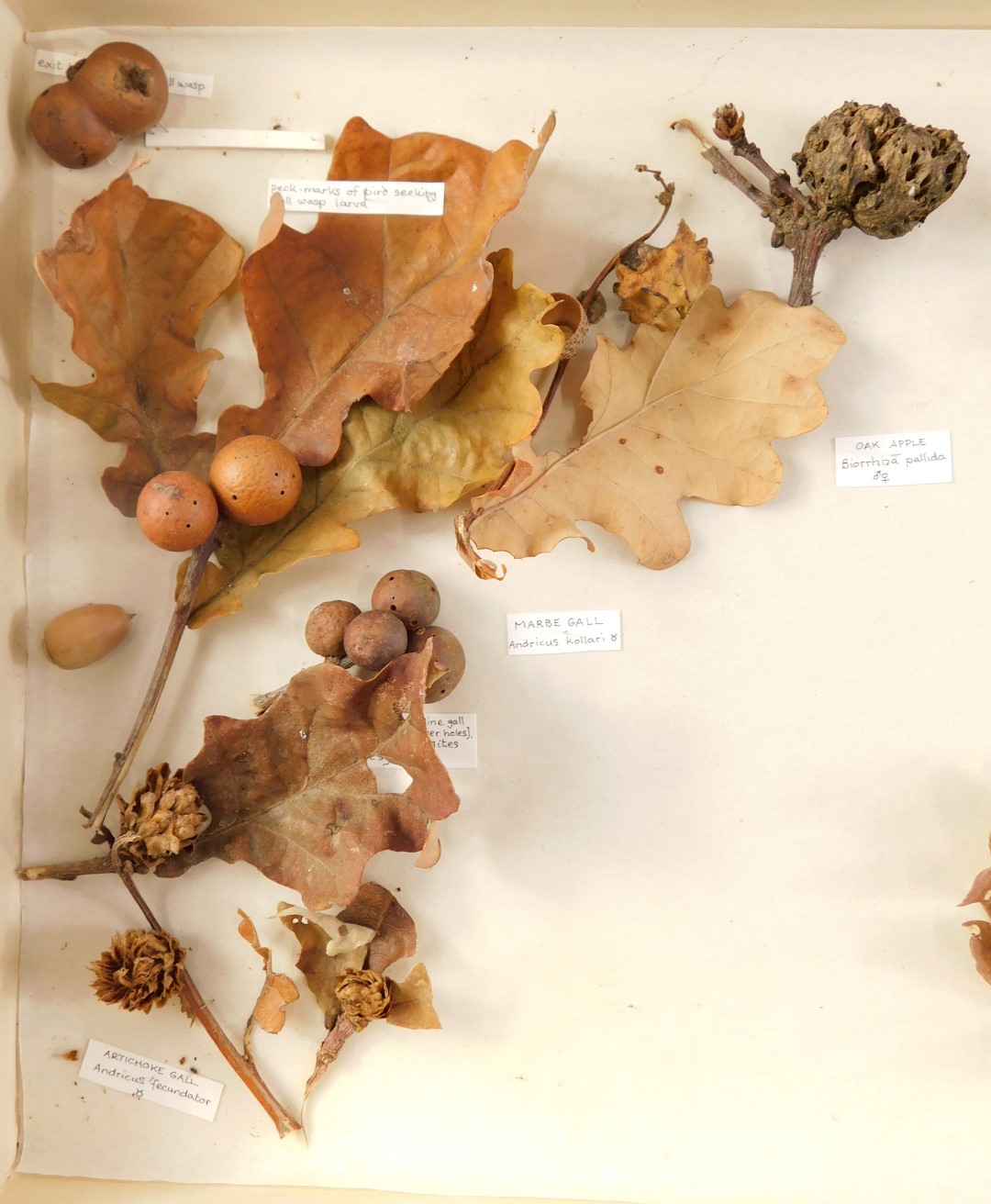 Two specimen cases, comprising gal and moth spawn, mounted to leaves, in display cases, 5cm high, 35 - Image 4 of 5