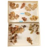 Two specimen cases, comprising gal and moth spawn, mounted to leaves, in display cases, 5cm high, 35