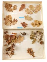 Two specimen cases, comprising gal and moth spawn, mounted to leaves, in display cases, 5cm high, 35