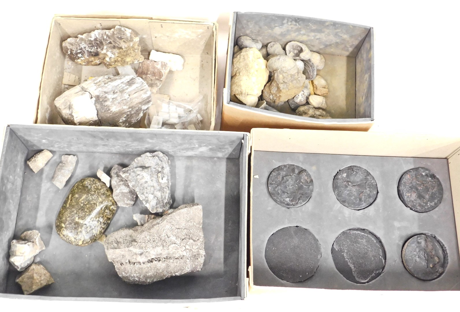 Various fossil and mineral specimens, to include gypsum, fossilised coral, gastropods, drill core Se