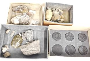 Various fossil and mineral specimens, to include gypsum, fossilised coral, gastropods, drill core Se