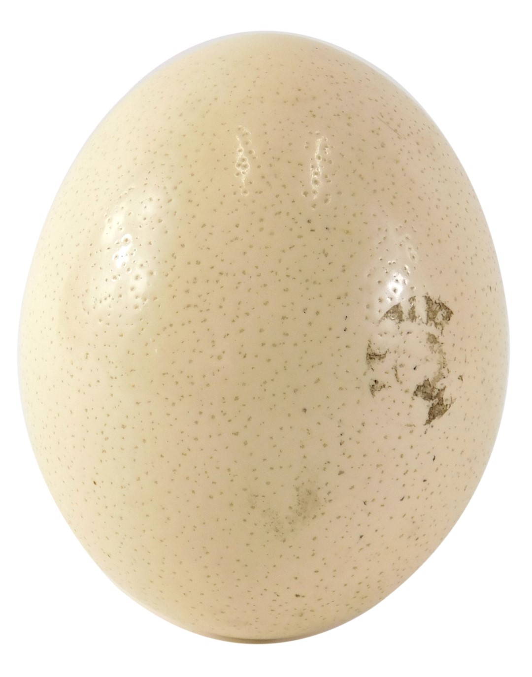 An Ostrich egg, of plain design with pierced base, 15cm high.