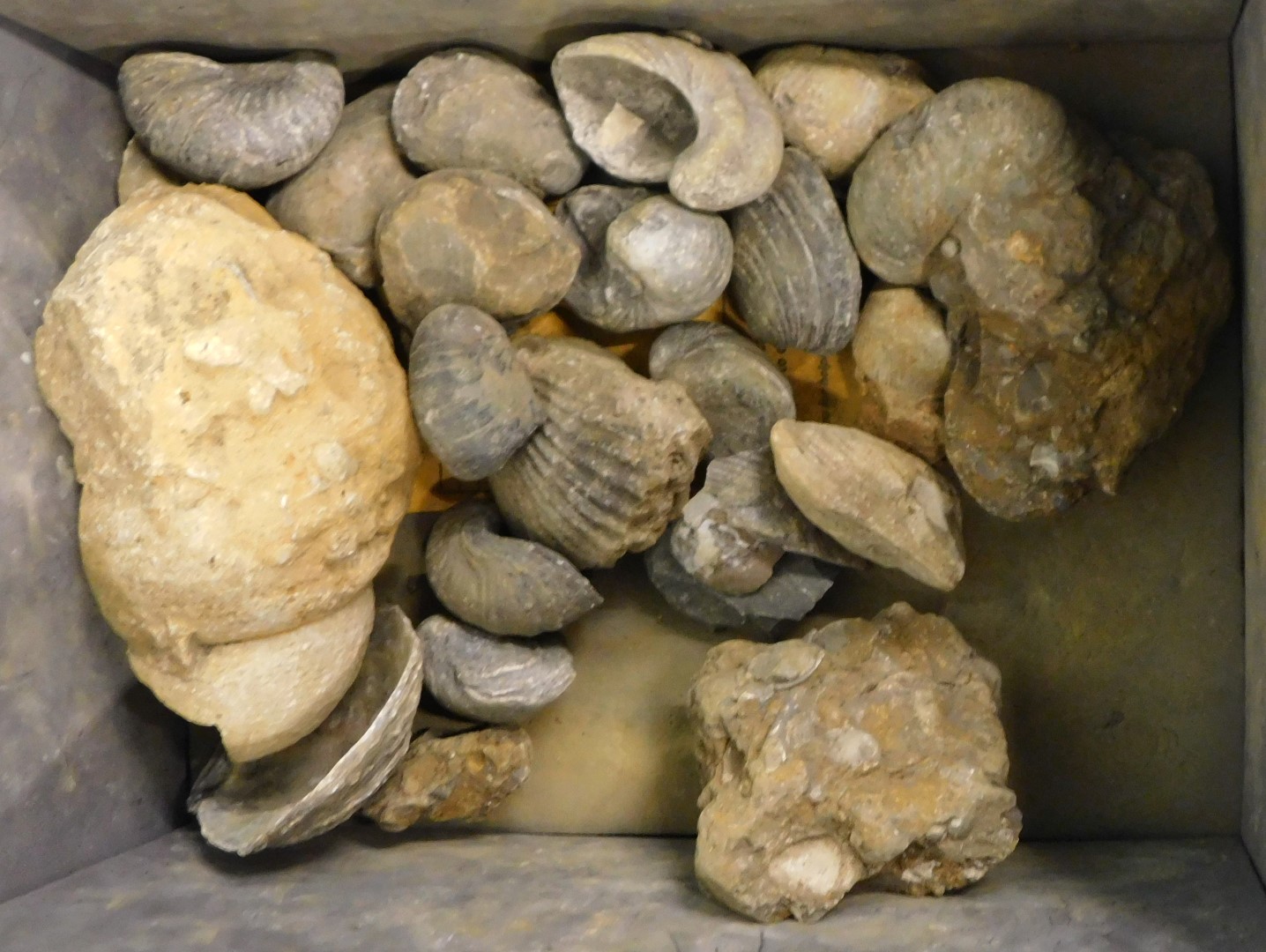 Various fossil and mineral specimens, to include gypsum, fossilised coral, gastropods, drill core Se - Image 4 of 5