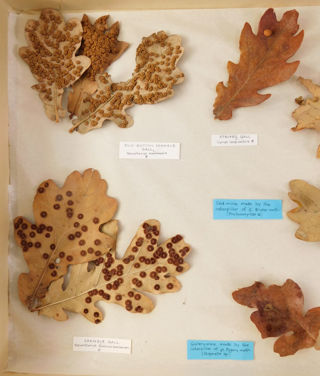 Two specimen cases, comprising gal and moth spawn, mounted to leaves, in display cases, 5cm high, 35 - Bild 2 aus 5